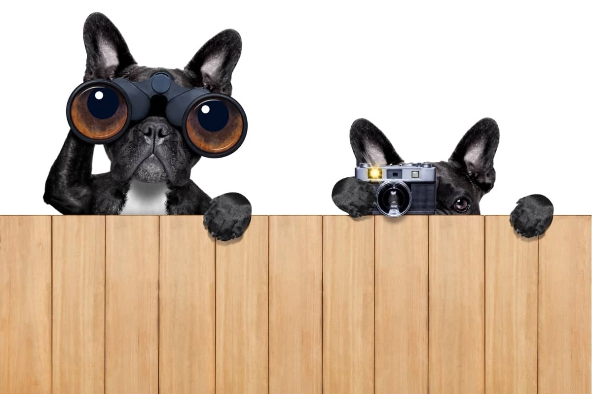 target audience dogs spying